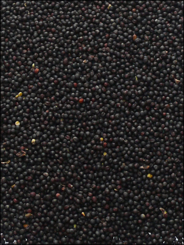 Rübsen schwarz, 25kg