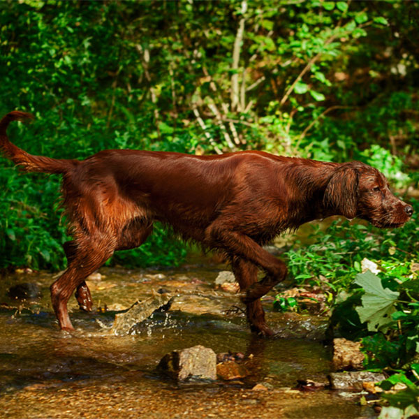Hundezubehör
