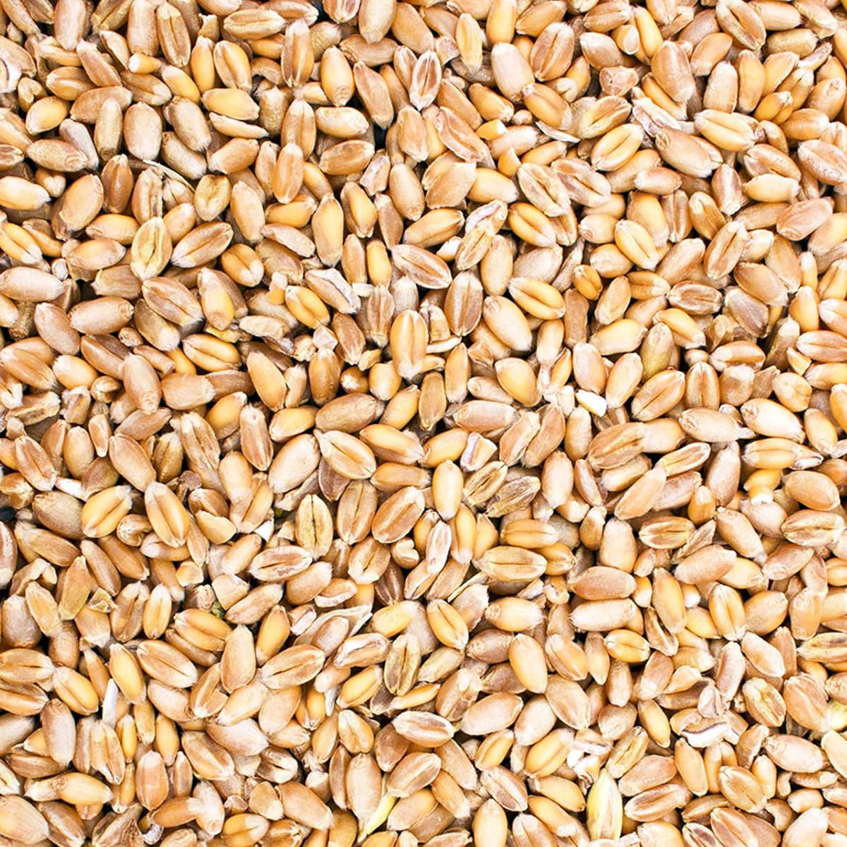 Weizen, 25kg
