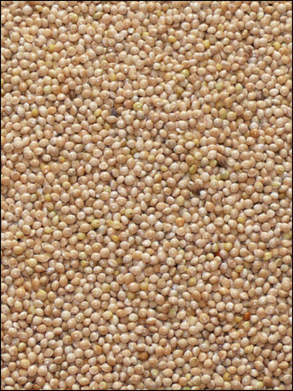 Hirse silber, 25kg