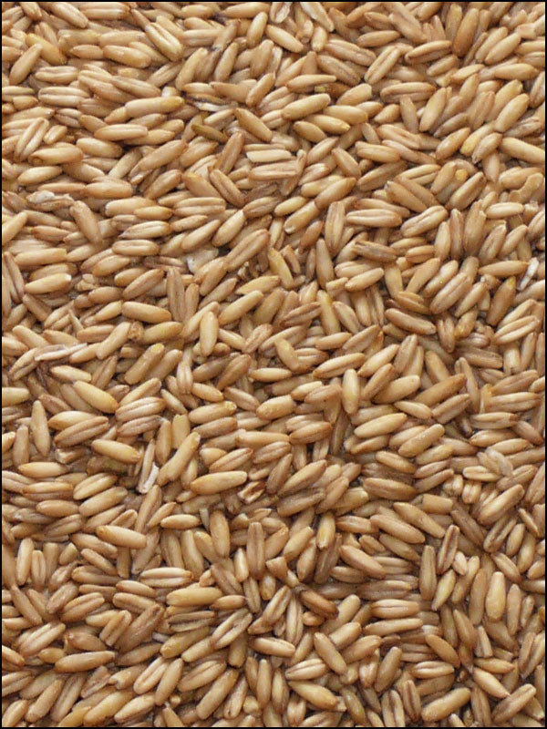 Haferkerne, 25kg