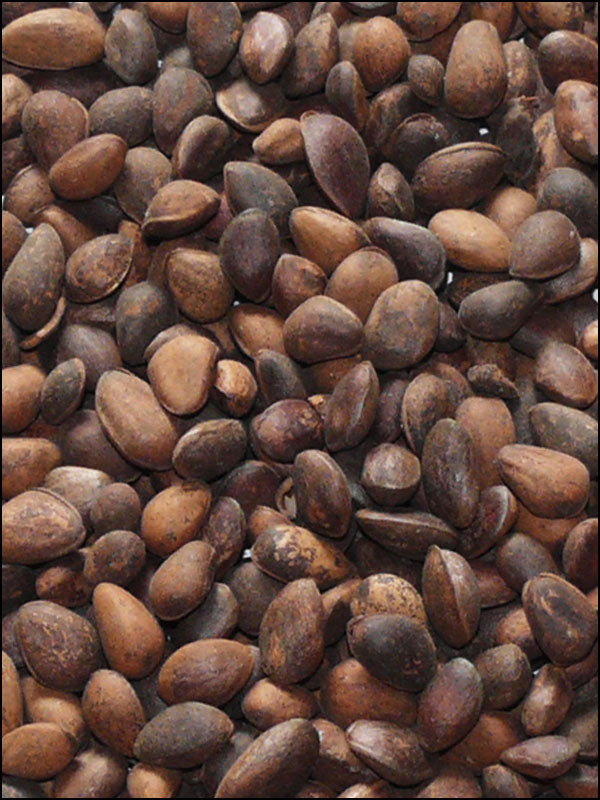 Zirbelnüsse