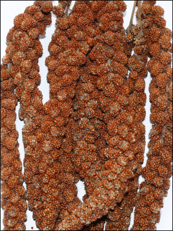 Kolbenhirse rot